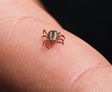 Par Jerry Kirkhart from Los Osos, Calif. (American Dog Tick (Dermacentor variabilis)) [CC BY 2.0 (http://creativecommons.org/licenses/by/2.0)], via Wikimedia Commons